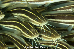Catfish in Bunaken Park - SUlawesi by Alberto D'este 